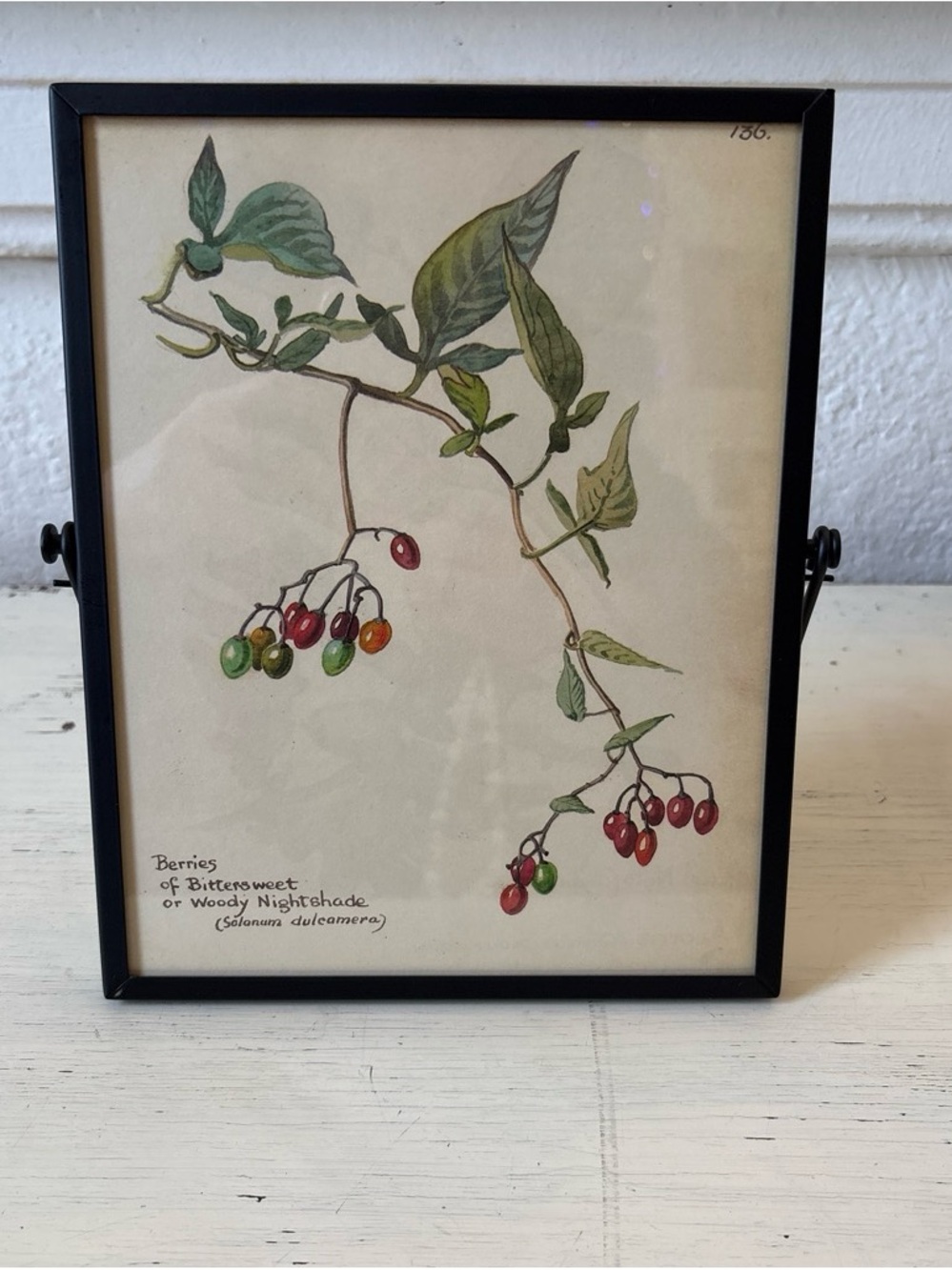 Vintage 9x7 double sided Framed Botanical page with Green and Red Berries